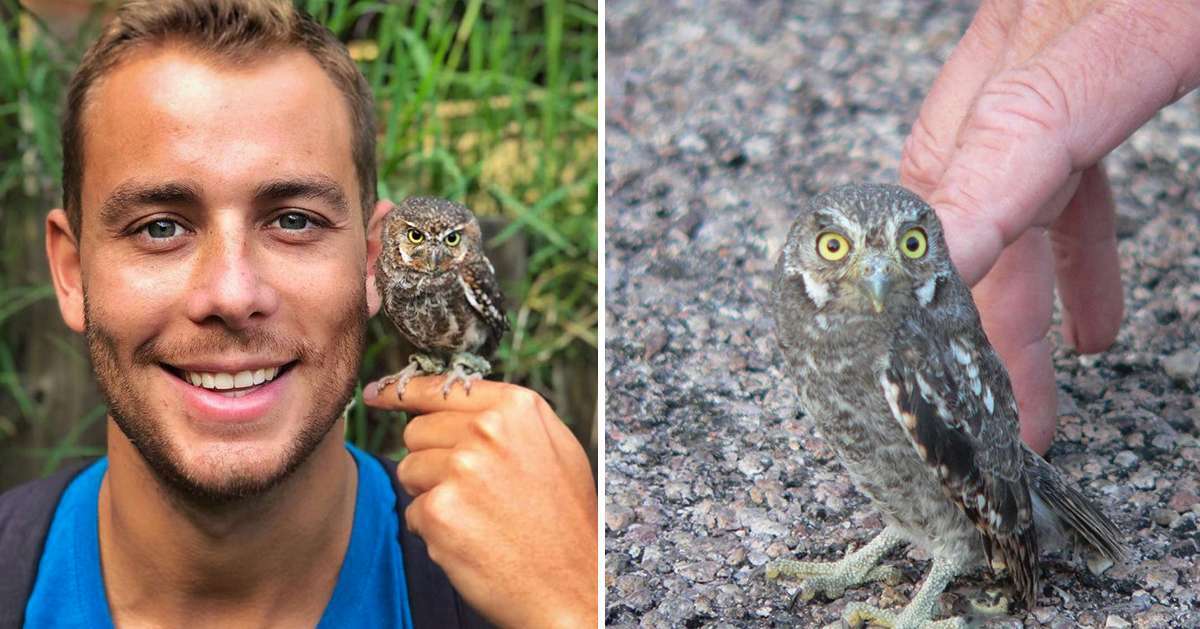 Meet The Elf Owl – The Tiniest Owl In The World | Level Up Flow