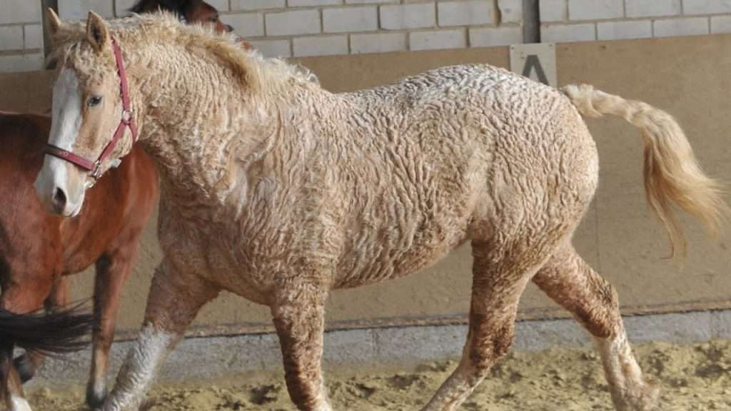 Curly-Haired Horses Are The Cutest Animals That You’ve Never Heard ...